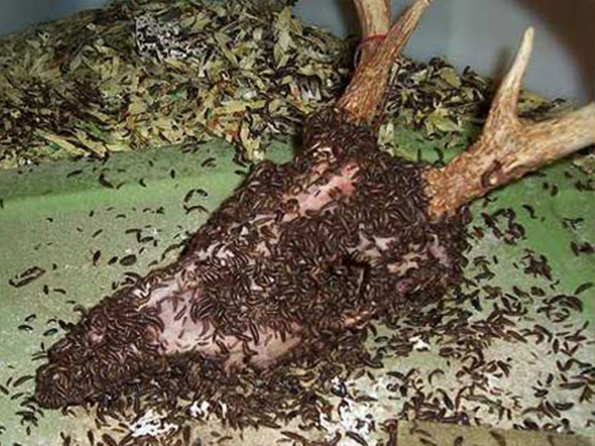 BeetleCleaningService
